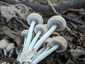 Fehér porhanyósgomba (Psathyrella candolleana), Budai-hegység